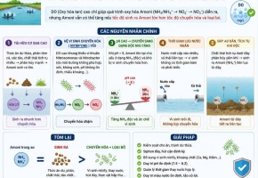 Vì sao Amoni tăng trong bể hiếu khí dù DO vẫn cao?