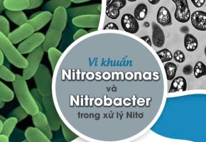 Kiểm soát SRT để duy trì vi khuẩn Nitrosomonas và Nitrobacter trong xử lý nước thải