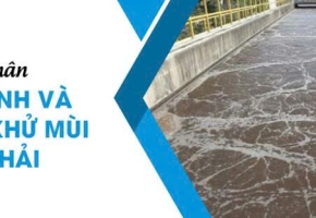 Nguyên Nhân Bể Hiếu Khí Có Mùi Hôi Và Cách Khắc Phục Hiệu Quả