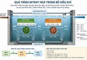Amoni tăng cao trong bể hiếu khí: Nguyên nhân và cách xử lý nhanh
