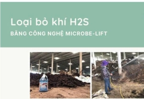 Men vi sinh giảm mùi H₂S trong hệ thống xử lý nước thải: Nguyên lý, cách lựa chọn và ứng dụng hiệu quả