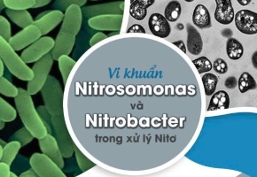 Cách duy trì vi khuẩn Nitrat hóa ổn định trong hệ thống xử lý nước thải