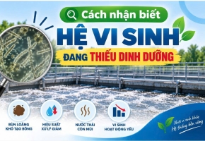 Cách nhận biết hệ vi sinh thiếu dinh dưỡng trong nước thải