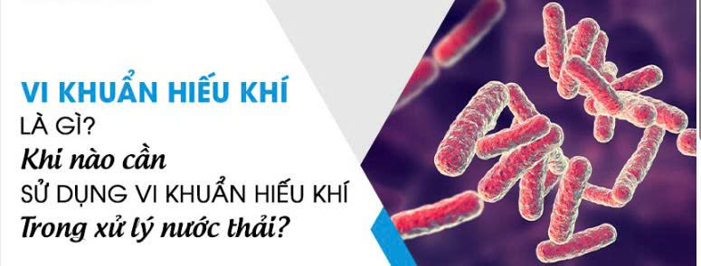 Vi sinh hiếu khí