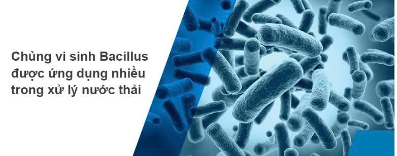 Chủng vi sinh Bacillus được ứng dụng nhiều trong xử lý nước thải