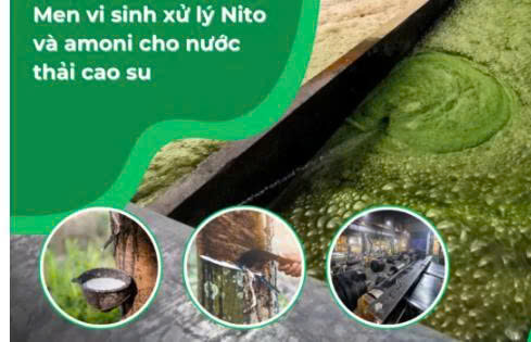 Men vi sinh cho nước thải cao su 