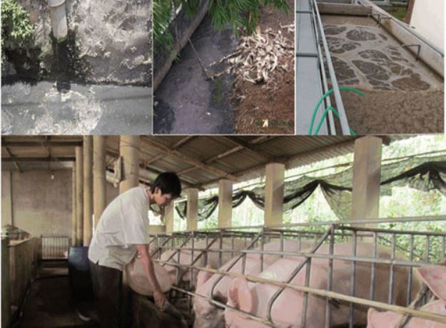 Xử lý Amoni trong nước thải chăn nuôi