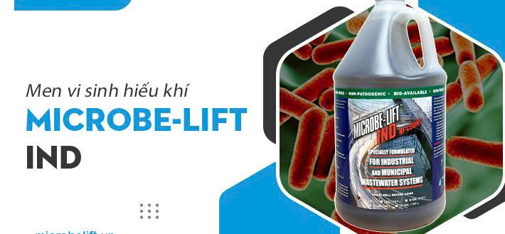 Men vi sinh bể hiếu khí