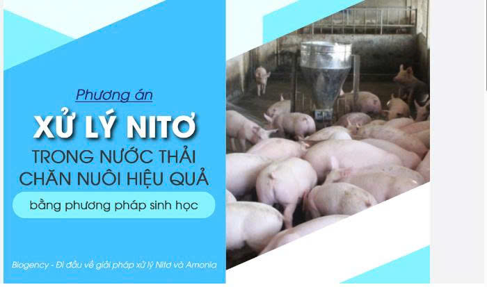 xử lý nước thải chăn nuôi bằng men vi sinh