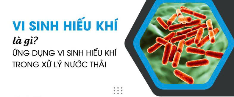 Các chủng vi sinh hiếu khí cho hệ thống xử lý nước thải