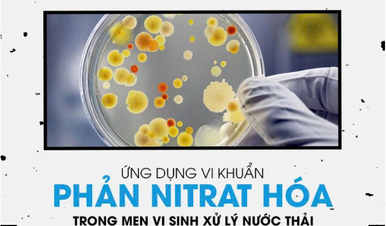 Vi khuẩn phản Nitrat hóa và vai trò xử lý Nitơ trong nước thải