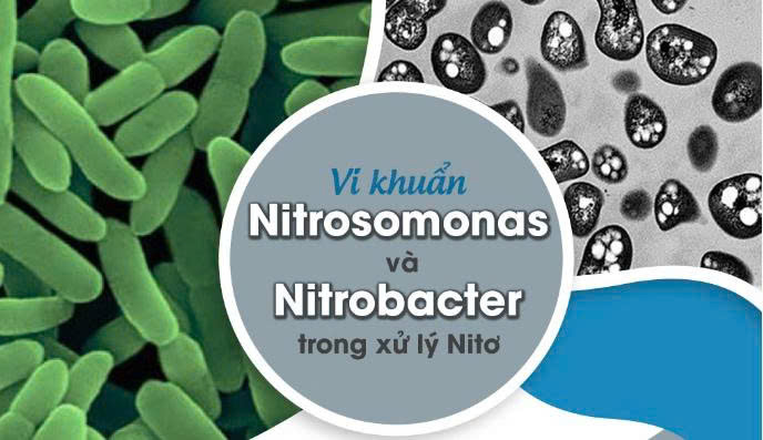 Vi khuẩn Nitrat hóa là gì?