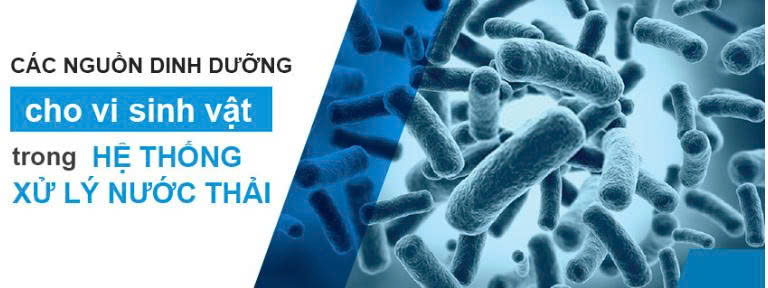  dinh dưỡng cho vi sinh vật